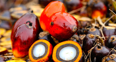 © iStock / slpu9945 Palmoel.jpg