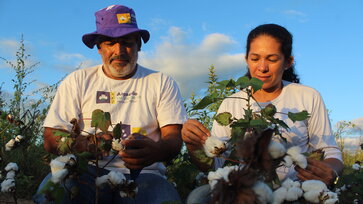 A male and a female cotton farmer check the cotton plants in a field © Acsa Roberta Macena, Diaconia