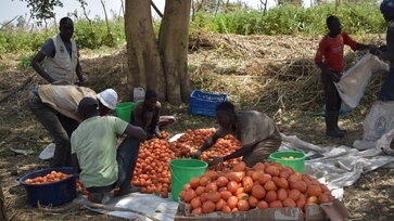 Irrigation_Beneficiaries_sorting_tomatoes_for_marketing.JPG