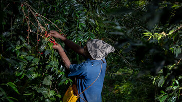 A female coffee farmer harvests coffee beans from a coffee plant © Moyee
