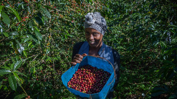 A female coffee farmer presents her coffee harvest in a basket