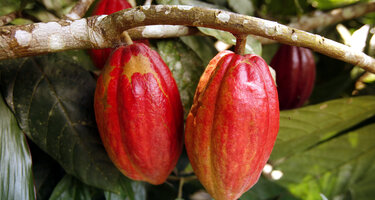 © iStock / urf Kakao.jpg