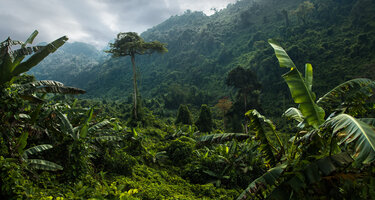 © iStock / GeloKorol iStock-1281422567.jpg