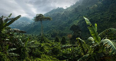 © iStock / GeloKorol iStock-1281422567.jpg