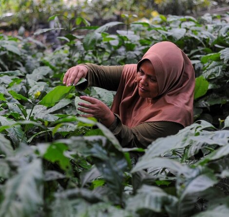 Mahau Berseri, Ella, Mitglied der Frauengruppe KP3 prüft das Wachstum der neuen Triebe von Pflanzensetzlingen in der durch CAPPA unterstützen Baumschule in Sungai Penoban Village (Provinz Jambi). © FONAP/FORTASBI