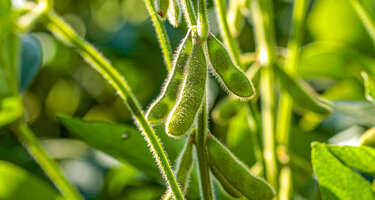 © iStock / Mailson Pignata Soja.jpg