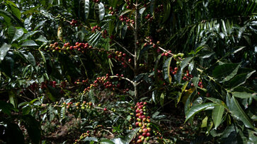 Coffee beans grow on a coffee plant © Moyee