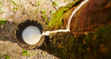 © iStock / Chalabala Kautschuk.jpg