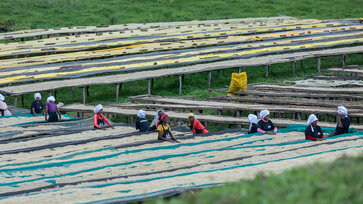 Female coffee farmers spread coffee out to dry in the open air © Moyee
