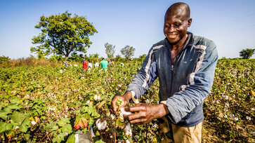 Farmers collecting seed cotton in Côte d’Ivoire © Oikocredit, Ivoire Coton