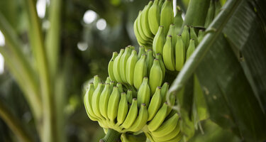 © iStock / Adam Smigielski Banane2.jpg