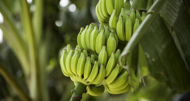 © iStock / Adam Smigielski Banane2.jpg