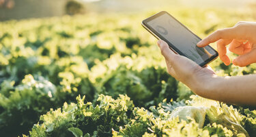 © iStock / Yumi mini iStock-1132884861.jpg