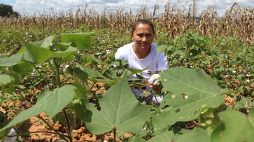 A cotton farmer looks after the plants in a cotton field © Acsa Roberta Macena, Diaconia