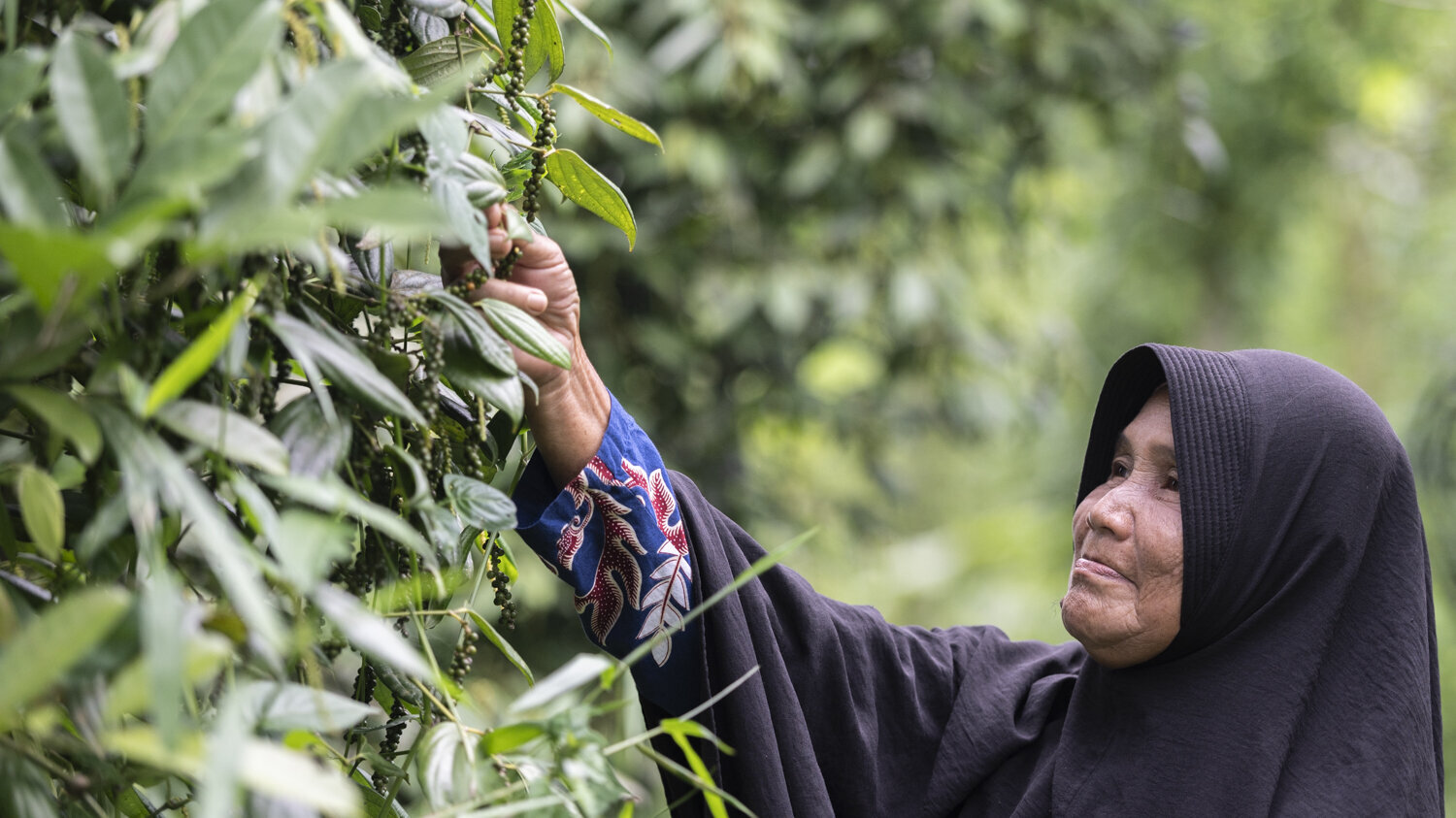 Pepper prices have dropped so low that farmers like Sapauni can no longer exist from pepper cultivation alone.