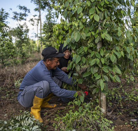 © aGROWforests aGROWforests-3.jpg