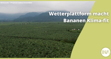 230724_GIZ-INA_News_Wetterprognose-im-Bananenanbau.png