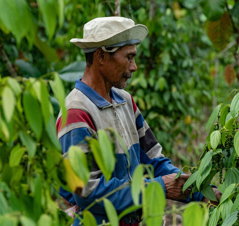 © Fairfood aGROWforest_20004_SPICEUP_PIC_58.jpg