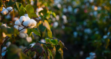 © iStock / NikonShutterman iStock-872147976.jpg