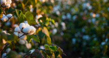 © iStock / NikonShutterman iStock-872147976.jpg