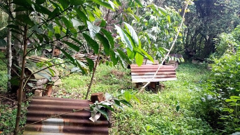 Integration_of_beekeeping_into_the_banana_coffee_system.jpg