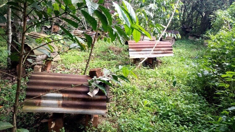 Integration_of_beekeeping_into_the_banana_coffee_system.jpg