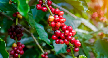 © iStock / varniccha kajai Kaffee.jpg
