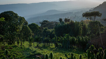 Landscape with coffee plants, trees and mountains © Moyee