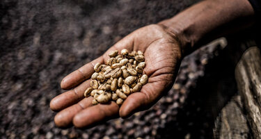 © GIZ / Johanna Deckers Hand mit ungerösteten Kaffee-Bohnen