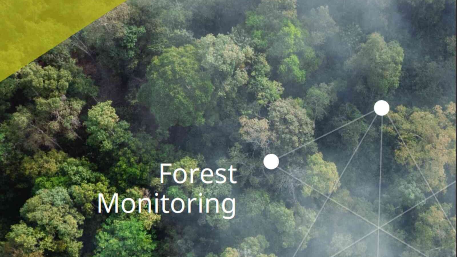 Forestmonitoring.jpg