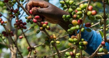 © GIZ / Denyse K. Uwera Image-Placeholder.png