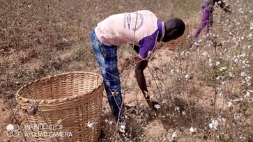 Farm workers harvesting organic cotton in Benin © OBEPAB
