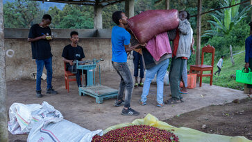 Coffee farmers lift a bag of coffee beans from the weighing station © Moyee